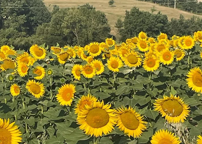 In French Tuscany * Roquemaure (Tarn)